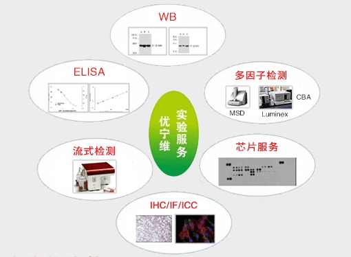 優(yōu)寧維 專業(yè)抗體供應(yīng)商，隆重推出全面實(shí)驗(yàn)技術(shù)服務(wù)